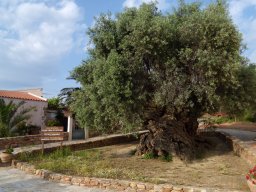 Verdens ældste oliventræ i Vouves